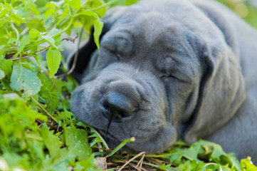 beautiful Gray Great Dane dog puppy is sleeping outside on grass