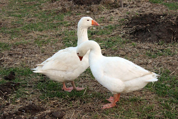 ganso
