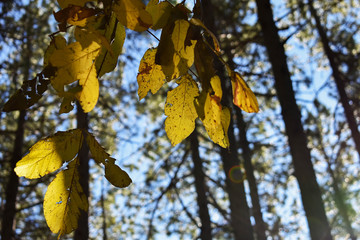 Falling yellow leaves. Saturated autumn forest background