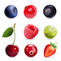 Sweet berries, vector illustration realistic set
