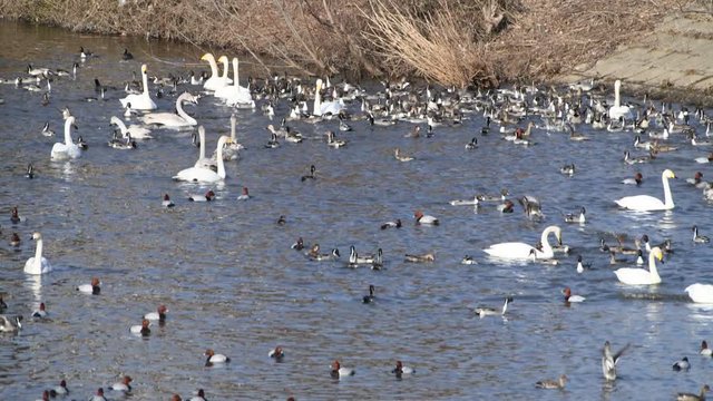 水辺のカモたちは、逆立ち捕食しています。オナガガモ、ホシハジロ、オオハクチョウは灰色混じりの幼鳥もいます。4K。