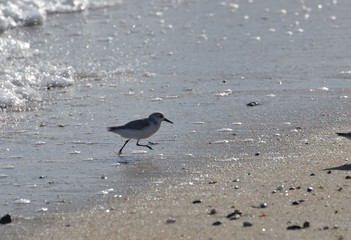 Bécasseau Sanderling