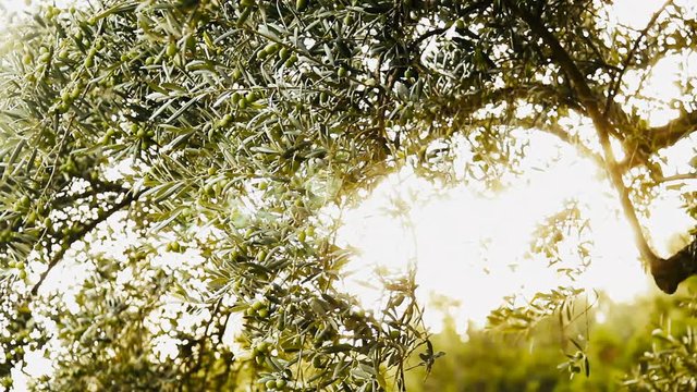 the crown of an olive tree with olives in the sunlight