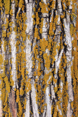 Obraz premium textura arbol 1