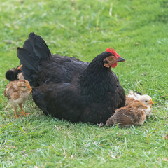 Hen and chicken, mother and babies on the grass
