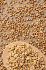 Obraz premium Wooden spoon. Cereal sprouts. Brown background