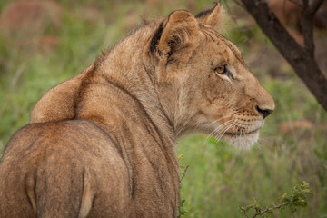 King Of the Jungle