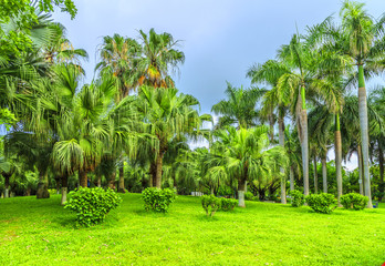 Fototapeta premium Park woods