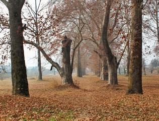 The Tunnel of trees in autumn season in Kashmir .