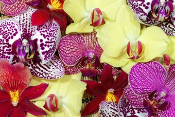 Bouquet of different orchid flowers
