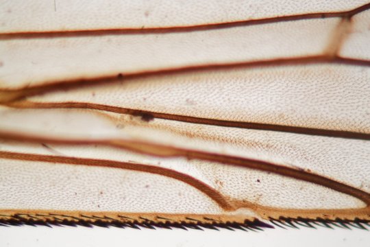 House Fly Wing Under The Microscope