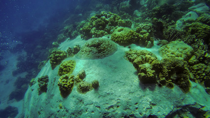 tropical Coral reef underwater growing on stone