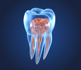 Transparent teeth. 3d renderings of endodontics inner structure - obrazy, fototapety, plakaty