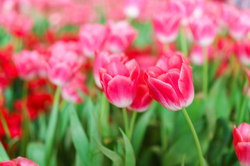 Fototapeta premium Beautiful Red Tulips, Flower background