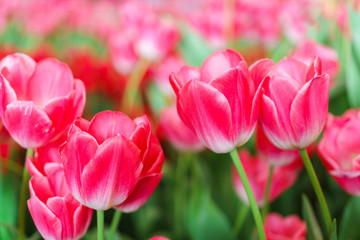 Beautiful Red Tulips, Flower background