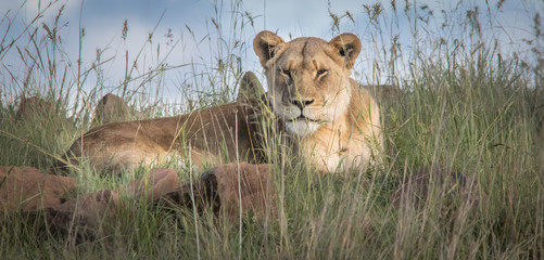 King Of the Jungle