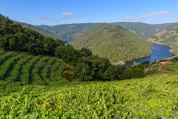 Obraz premium Cabo do Mundo meander in Minho river, Lugo, Spain
