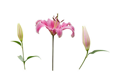 Pink lily flower with buds isolated on white background, clipping path included