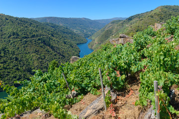 Fototapeta na wymiar Vineyards along Sil River, Ribeira Sacra, Lugo, Spain