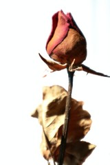 Dry rose on white background. Selective focus. Sad Valentine's day concept.