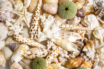 Diverse seashells, sea stars, urchin shells and coral reef forming a beautiful marine background.
