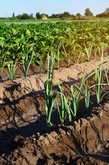 Rows of young vegetable seedlings. field with seedlings. leek, zucchini, and pepper. natural watering. countryside. irrigation