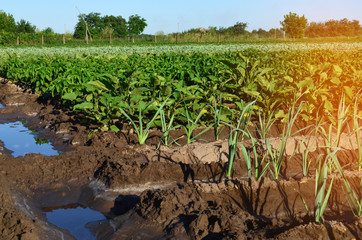 Rows of young vegetable seedlings. field with seedlings. leek, zucchini, and pepper. natural watering. countryside. irrigation