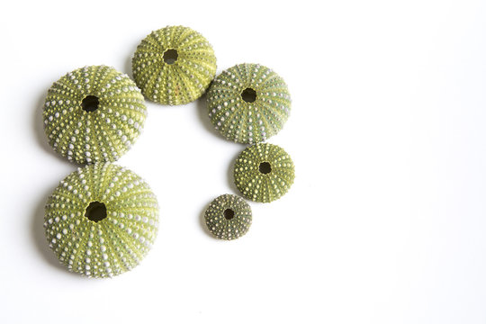 Green sea urchin shells forming a spiral on white background with copy space.