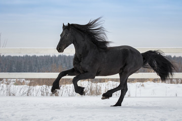 Plakat Black friesian horse with the mane flutters on wind running gallop on the snow-covered field in the winter