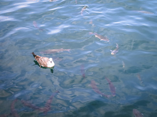 white gull in the blue sea around fishes sunny weither nature