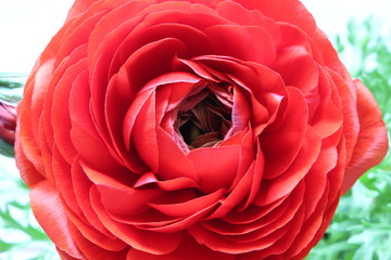 ラナンキュラス