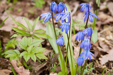 Scilla flowers on forest ground.
