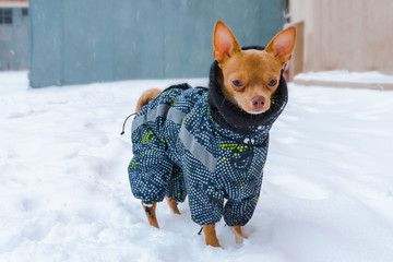 A beautiful red chihuahua dog walks in the snow in a beautiful warm suit in winter