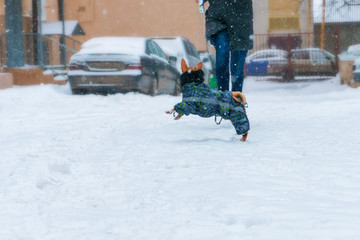 A small red dog chihuahua runs in a warm suit with a mistress on snowdrifts