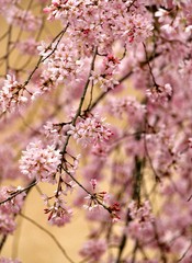 日本の桜の風景、枝垂れ桜