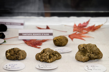 White Truffles (Tuber Magnatum Pico) and price tags on a trader stall of the Fiera del Tartufo (Truffle Fair) of Alba, Piedmont (Italy), most important international truffle market in the world