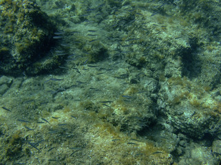 Naklejka na ściany i meble Underwater landcape in Hvar croatia