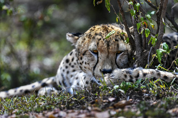 cheetah © Herbert