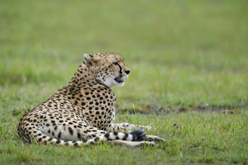 cheetah © Herbert