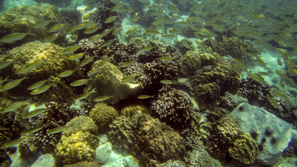 Naklejka na ściany i meble small tropical fishes at coral reef