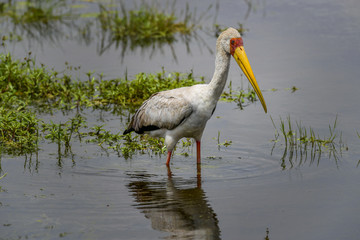 stork