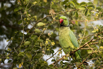 Rose-ringed parakeet (parrot) eating on tamrind tree in Djibouti East Africa