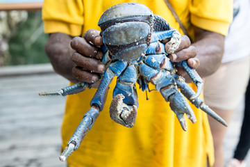 Coconut Crab Raja Ampat Papua New Guinea