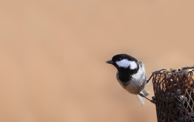 Coal tit is hanging on a vertical grid feeder and preparing to fly...