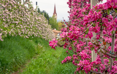 Blossom apple tree branch of 'Redlove' apple in the spring.