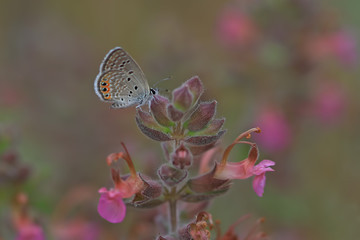 MÜCEVHER KELEBEĞİ © mylasa