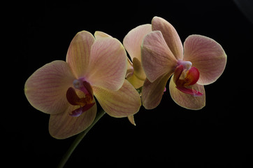 Flowers of a pink orchid isolated on a black background