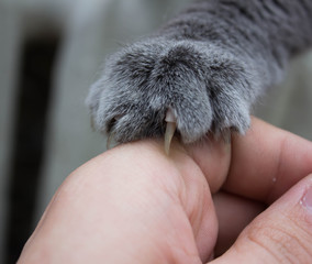 Cat love By the hand grip.
