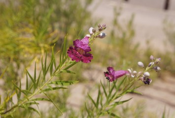 Desert willow (Chilopsis linearis) blossom, selective focus on the flower