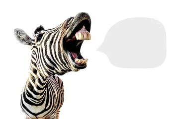 Foto op Plexiglas zebra met open mond en grote tanden, geïsoleerd op een witte achtergrond en met plaats voor tekst © alesmunt